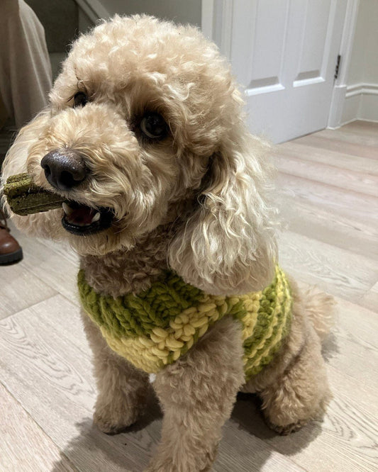 Dog Sweater – Crochet Pattern (PDF)